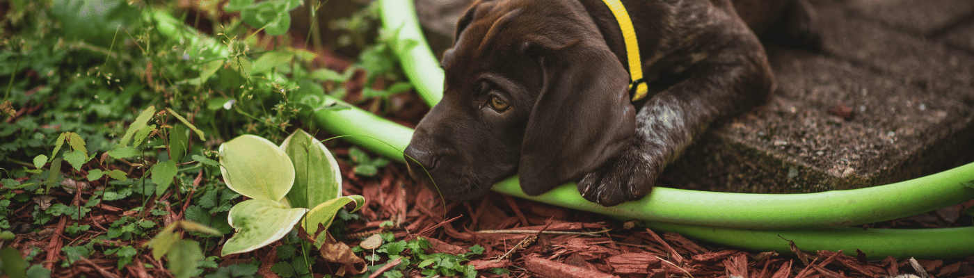 Ein Hund liegt entspannt auf einer frisch angelegten Mulchfläche im Garten – Mulch als dekorativer Bodenbelag und natürlicher Schutz.